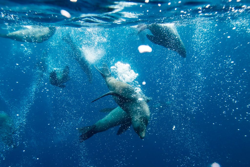 Diving with Seals, Maria Island, East Coast Cruises by Sean Scott