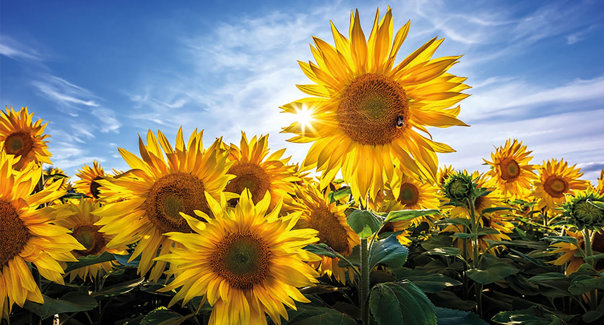 Sunflower Celebration - East Coast Tasmania