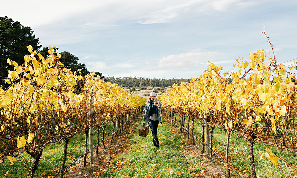 Autumn Wine Vineyards Cellar Door East Coast Tasmania