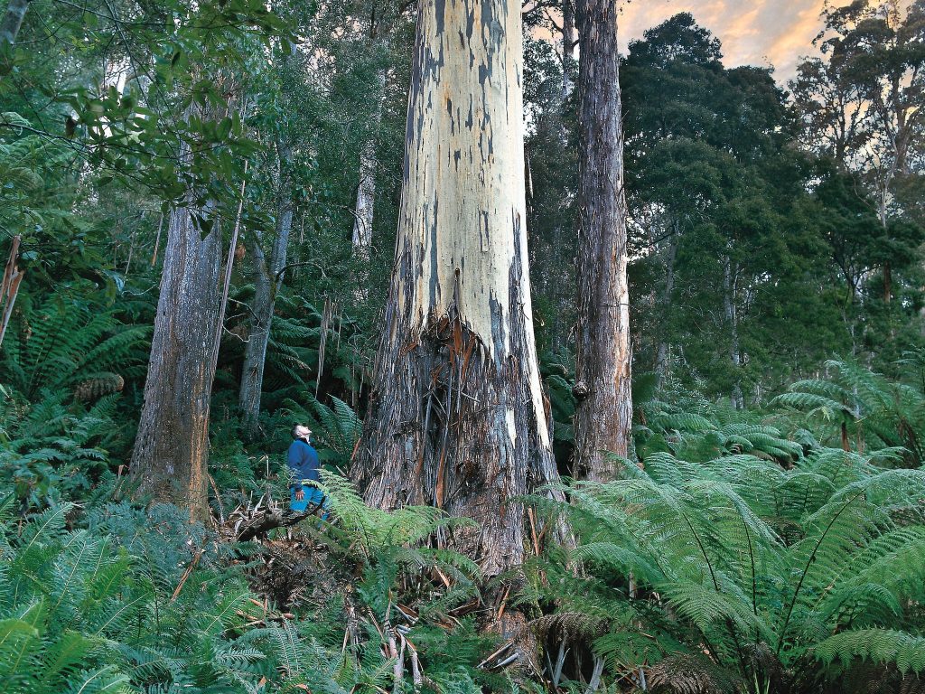 Fingal - East Coast Tasmania