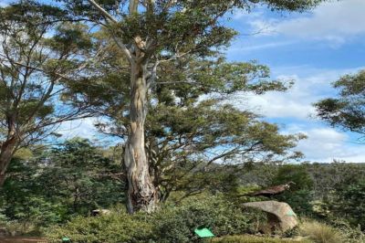 Tasmanian Bushland Gardens, Buckland